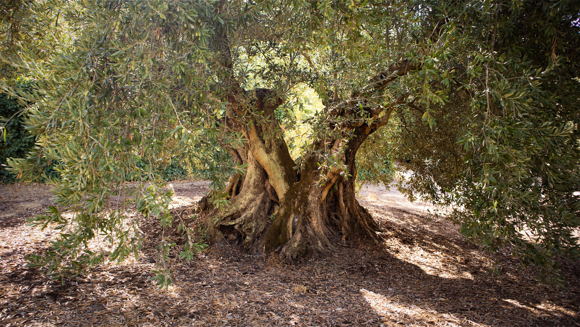 Alter Olivenbaum in Andalusien
