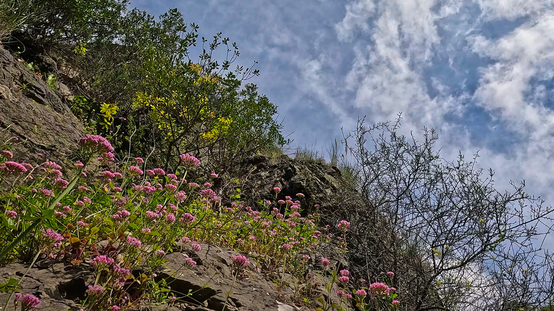 Wildblumen an den Felswänden der Cuadros-Schlucht bei Bedmar im Frühling