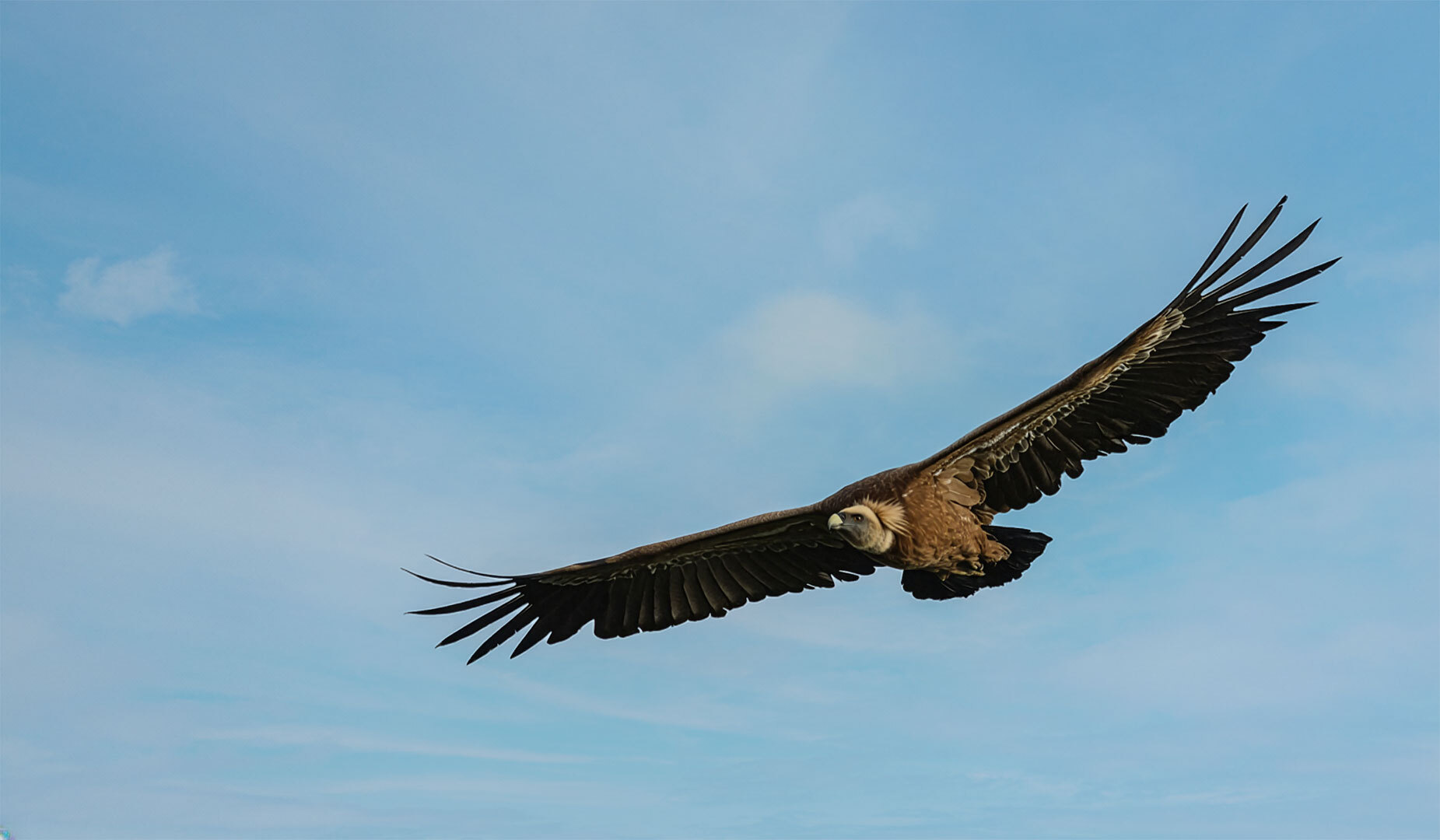 Über dem Aznaitín kreisen Gänsegeier in den aufsteigenden Thermiken.