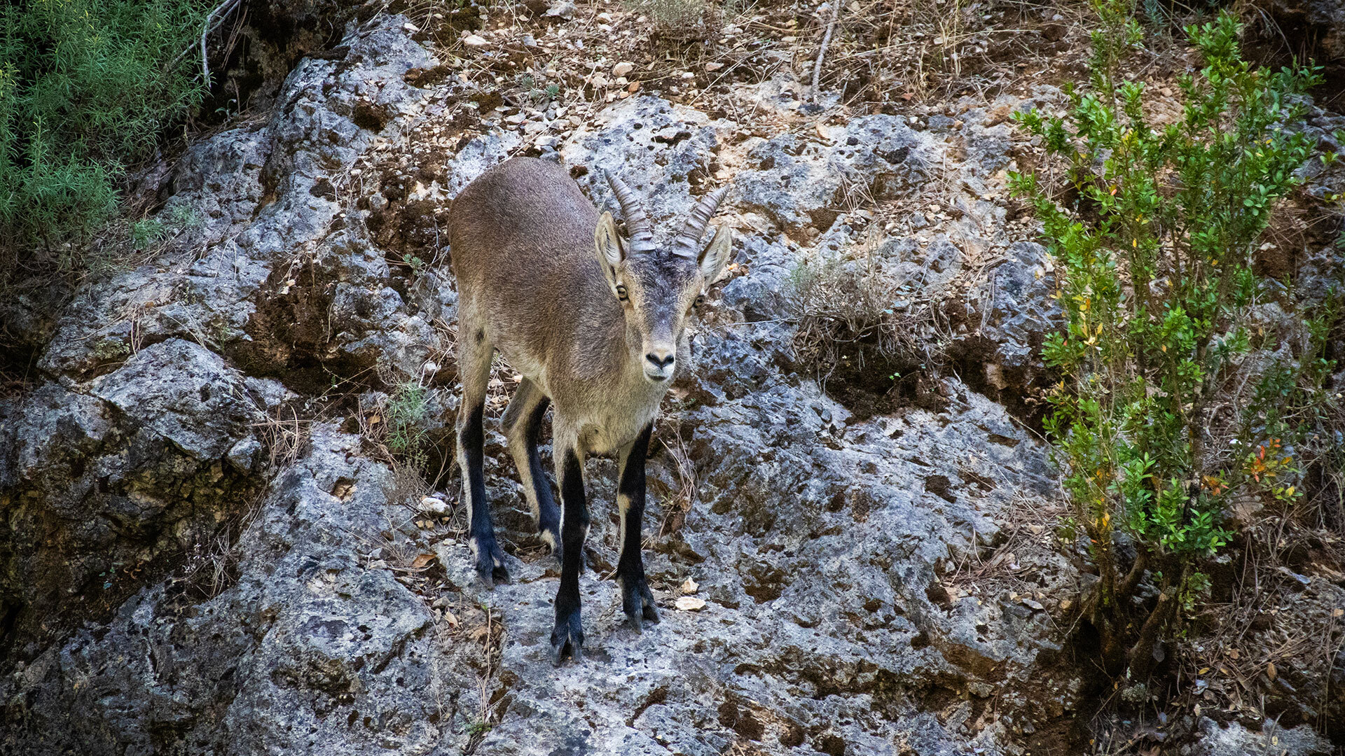 Steinbock am Río Borosa im Naturpark Cazorla