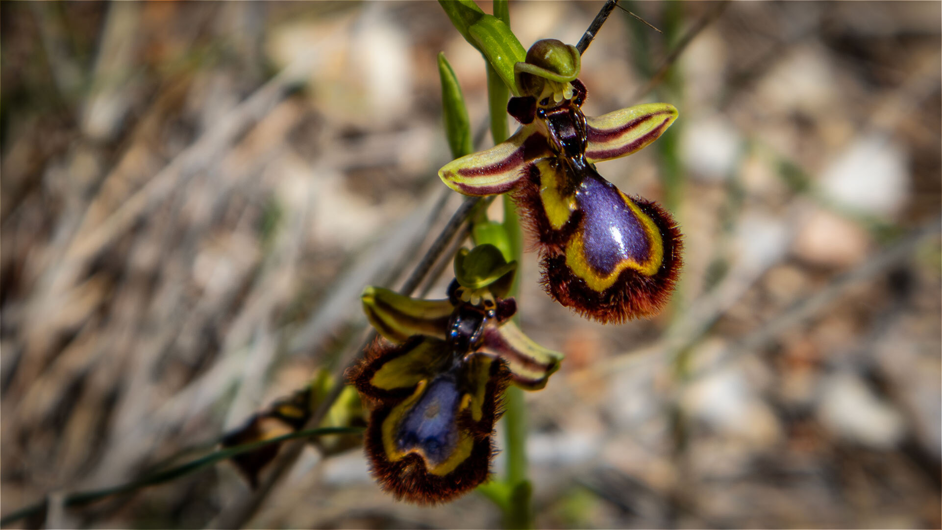 Spiegel-Ragwurz (Ophrys speculum) am Río Cuadros – eine wilde Orchidee