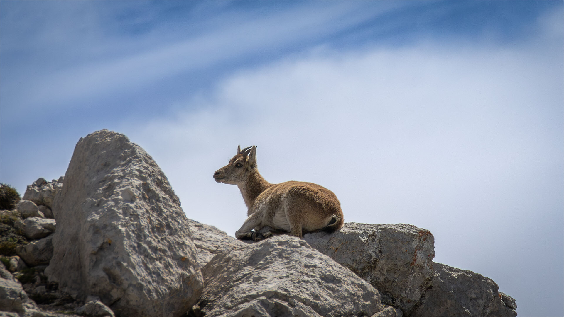 Iberischer Steinbock beim Pico Mágina