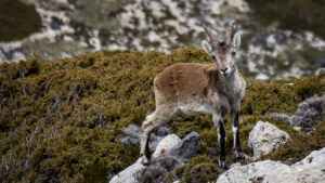 Steinbock am Pico Mágina