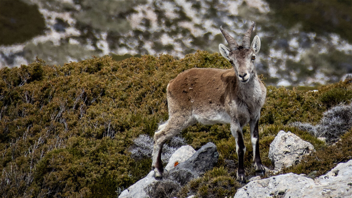 Iberische Steinböcke in der Sierra Magina