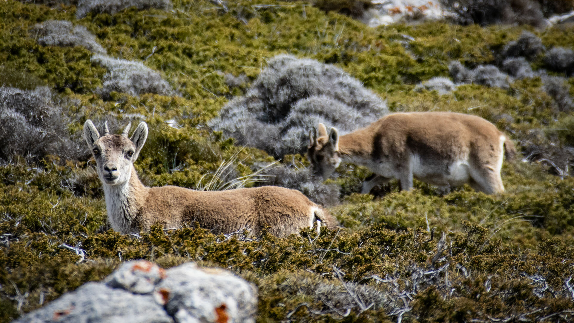 Iberische Steinböcke am Pico Mágina — das tierische Wahrzeichen des Naturparks.
