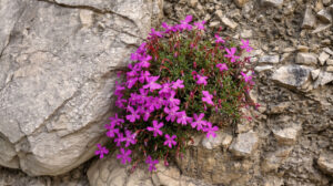 Viola cazorlensis