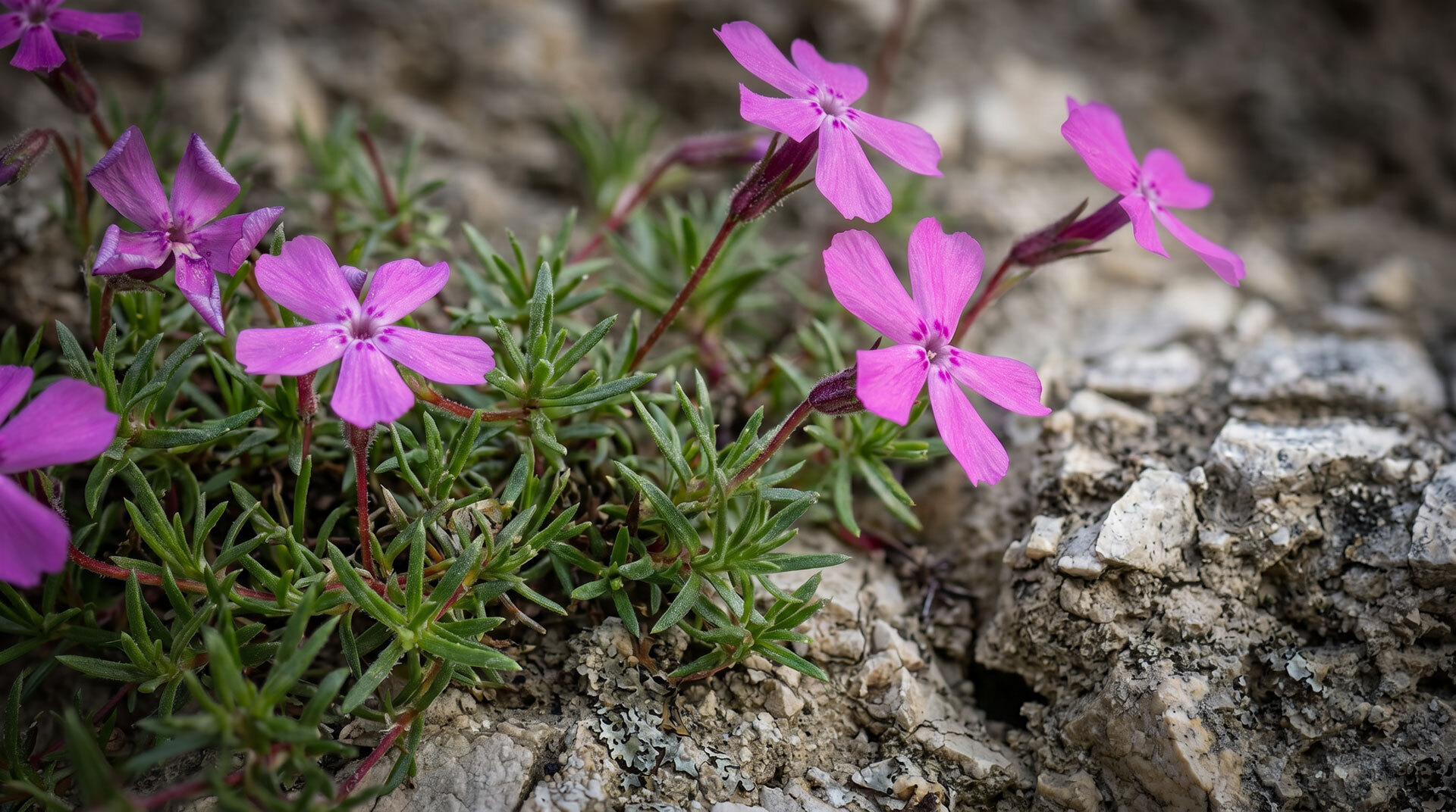 Die Viola cazorlensis ist im Sierra-Mágina-Naturpark vor allem in der Gipfelregion des Pico Mágina zu finden.