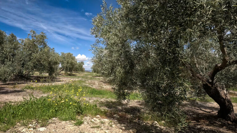 Olivenhaine der Sierra Mágina