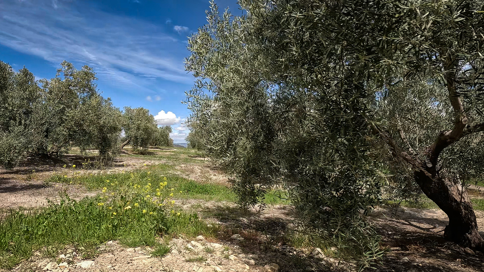Olivenhaine der Sierra Mágina